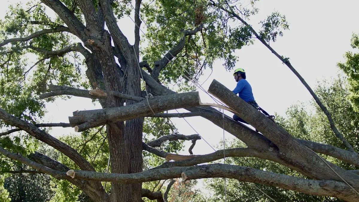 Professional Crown Thinning performed by certified arborists in Wellesley